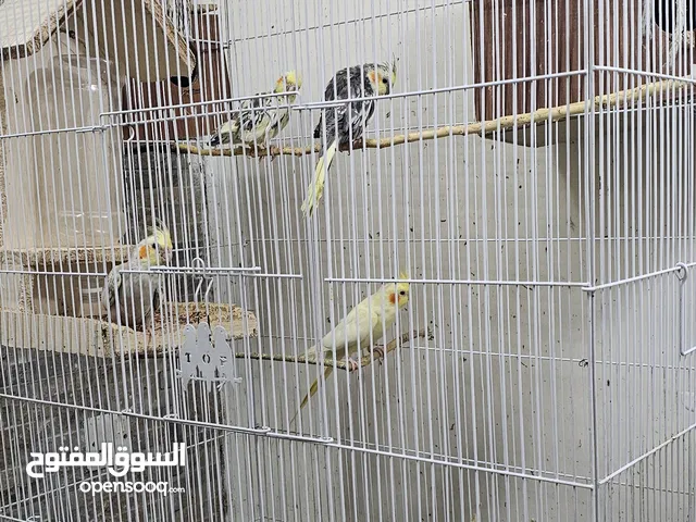 كوكتيلات متنوعة