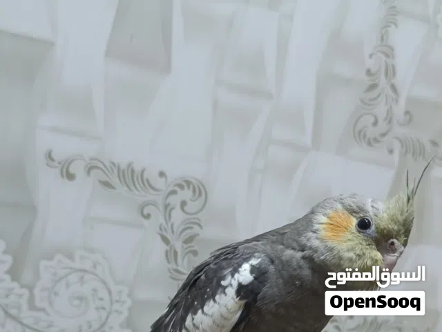 كوكتيل اليف طينه شوف وصف يلا تراسلني