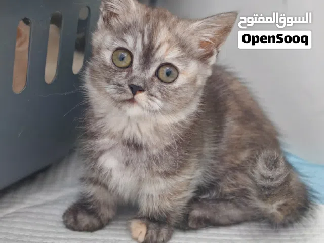 قط القزم Munchkin انثى العمر شهرين