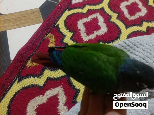 ببغاء كنيور أليف جدآ