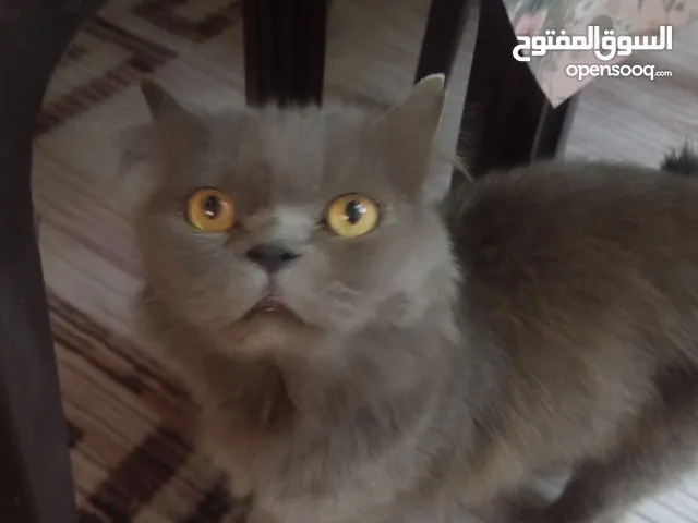 قط بريتش لونج هير