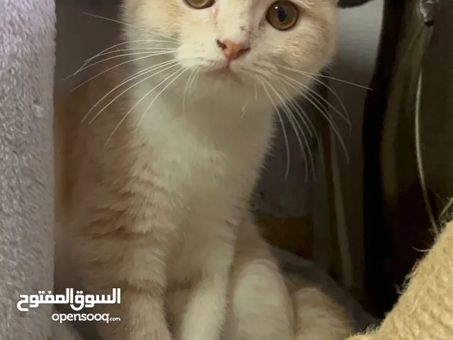 Scottish Persian Kitten 3 Months