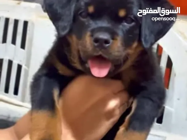 للبيع روت وايلر بيور مستوى قوي
