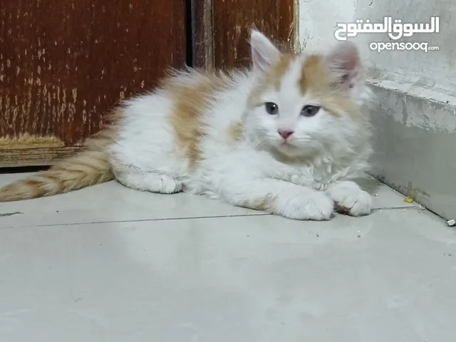 قطط تبني الموقع عمان طبربور