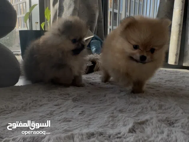 بومونيريان ذكر