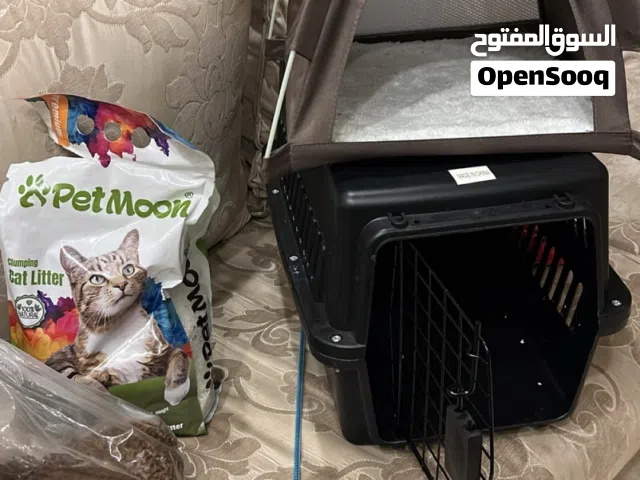قطه شانشيلا للبيع