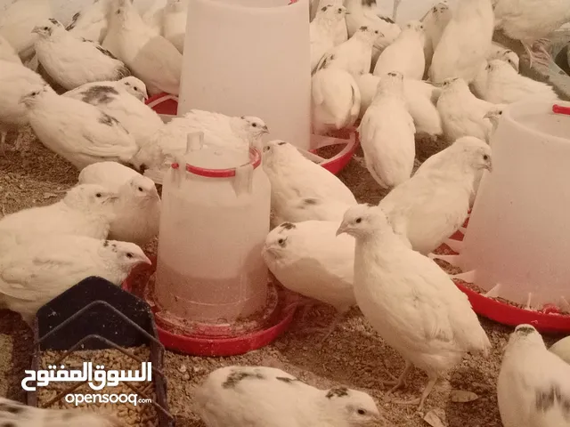 فر ابيض صحة ونضافة عمر اقل من 45 يوم