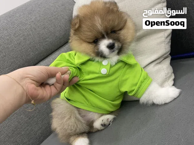 جرو بوميرانيان بيور تي كاب عمر اقل من شهرين