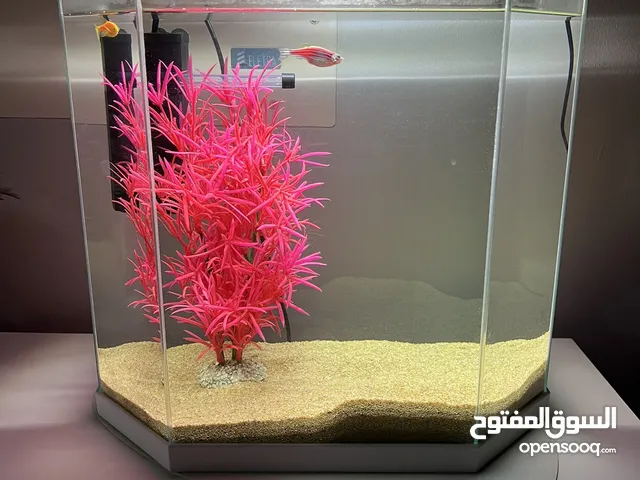Aquarium, with filter, light, decoration & fish