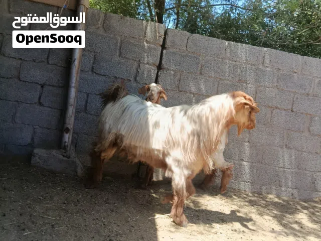 تيس عماني للبيع