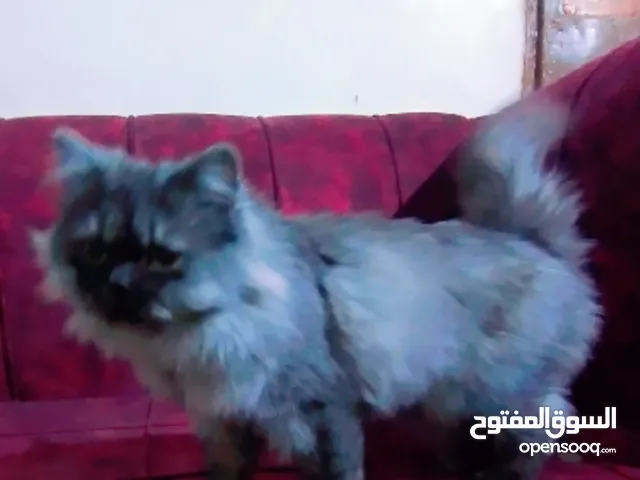 ذكر شونشيلا مكس للبيع العمر 9 أشهر