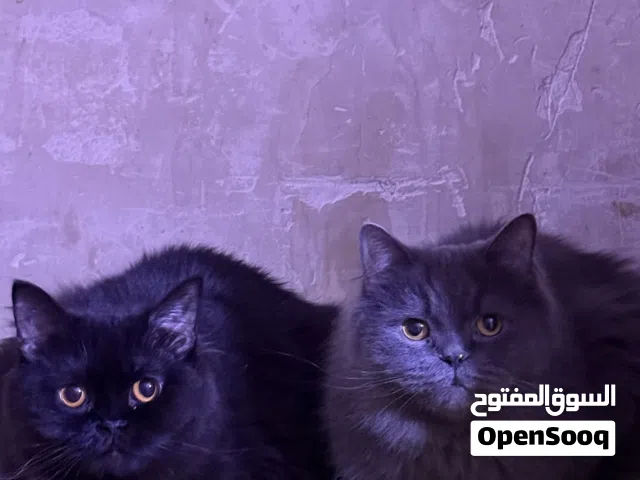 قطط للتبني (مجانا)