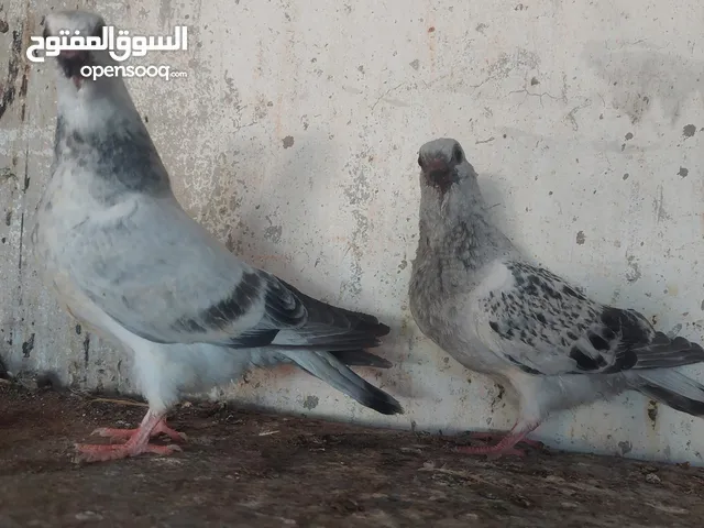 ثلاث فراخ  فرخين بواز اخوان فطم جديد مخلف وقواق بواقي الاربعه