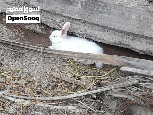 ارانب اصلية عيون حمر للبيع بسعر مناسب جداً