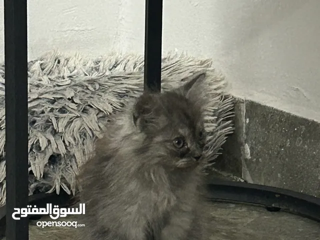 قط شيرازي ولاية عبري