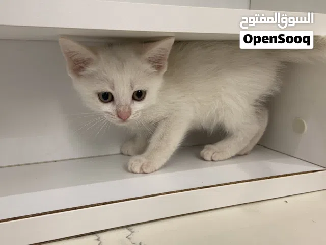 Persion Kitten