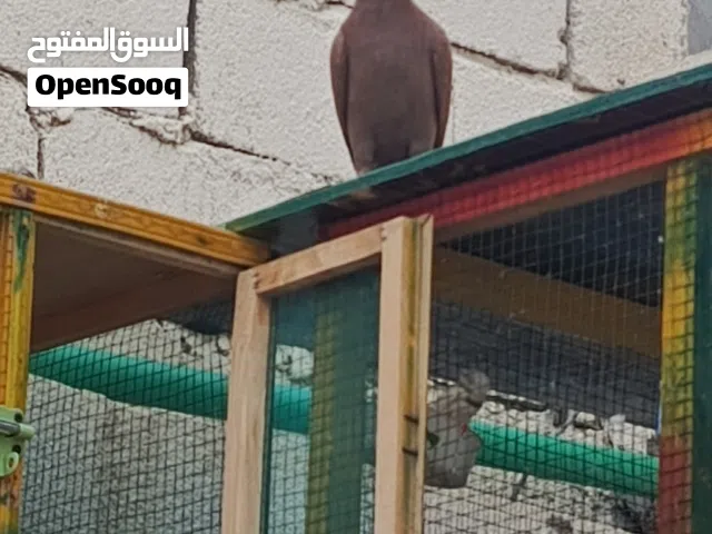 خانات مع طيور