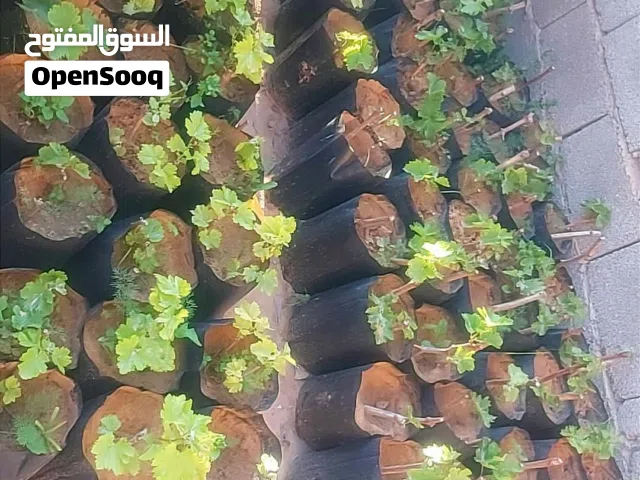 شتلات عنب نوعين