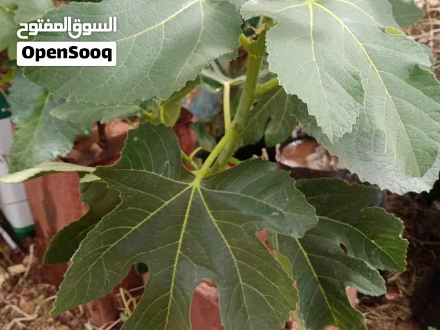 اشجار تين نخب اول متنوعه زراقي،وخضاري