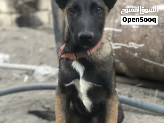 لبيع كلاب مناليو عمر4شهور سعر الكلاب 900دينار مكان المايه قبل مدينة الزاوي