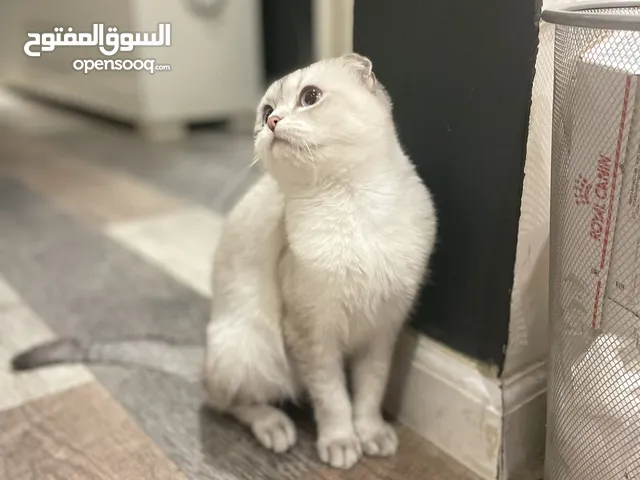 قطط للبيع وللتبني : قطط صغيرة : قطط شيرازي : قطط فرعونية : اسعار قطط في  السعودية