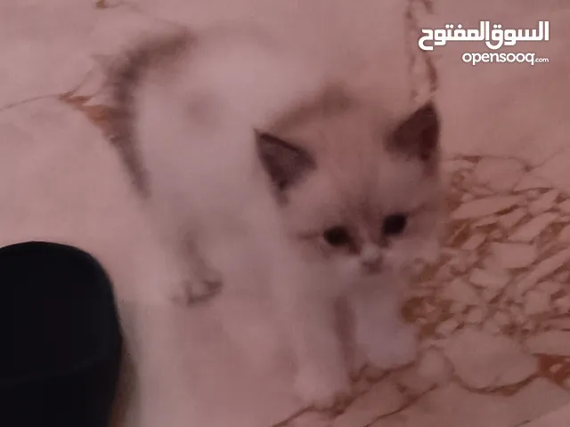 ذكر هيمالايا العمر شهرين