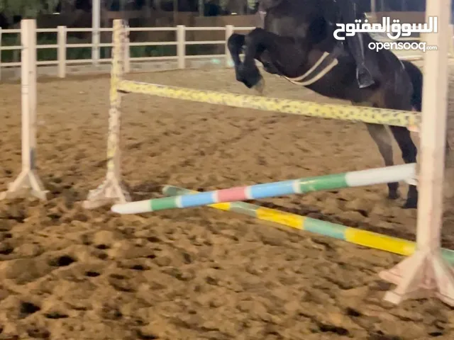 Friesian x apaloosa showjumping pony for sale بوني فريزيان قفز للبيع