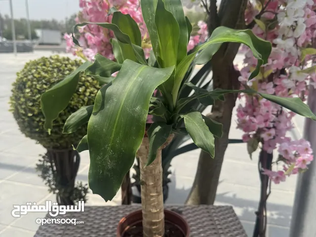 نبات داخلي بدينارين الحبه