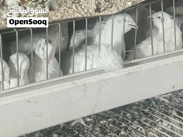 سمان تكساس