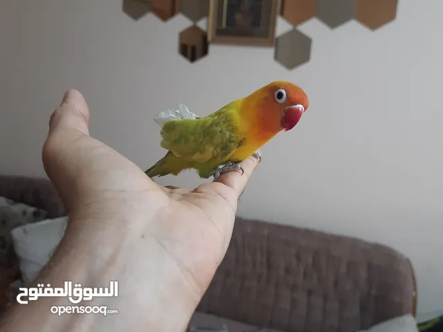 زوج عصافير فيشر للبيع