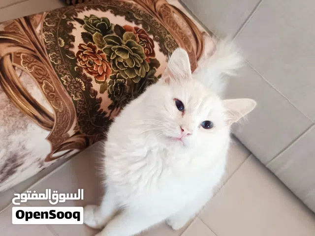 قط ذكر شيرازي روماني عيون زرقاء للبيع