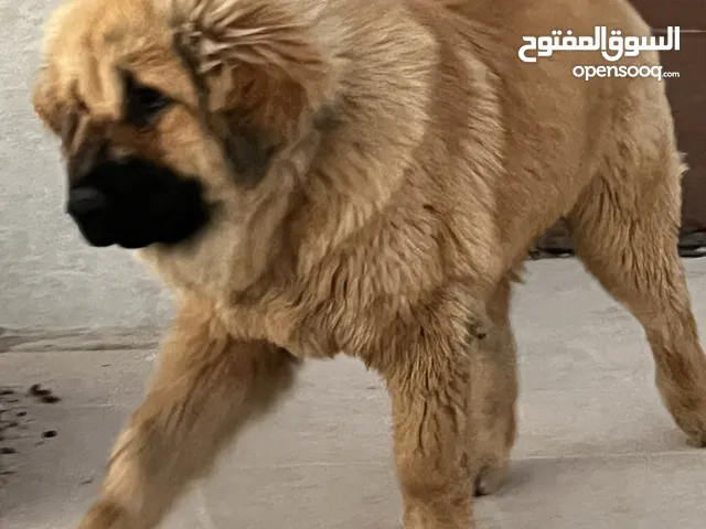 تبتيان ماستيف 4 شهور