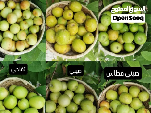 ثمار سدر انوع مختلفة