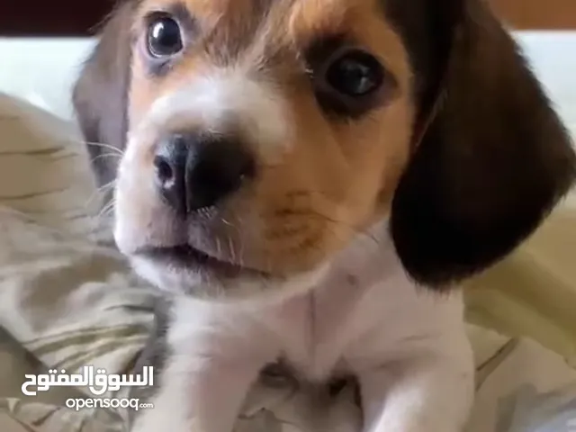 Male pure beagle puppy