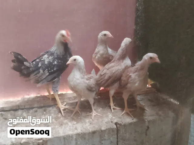 متاح دجاج دندراوي مستوا كلش حلو
