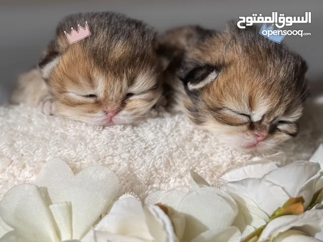 سكوتش ستريت لونق هير