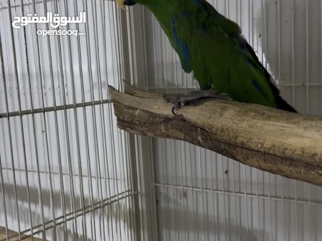 زوج اكلكتوس