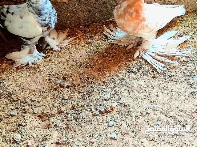 حمام بلجيكي لي البيع إنتاج العمر من شهرين الي تلاته شهور السعر ساوم علي قدو