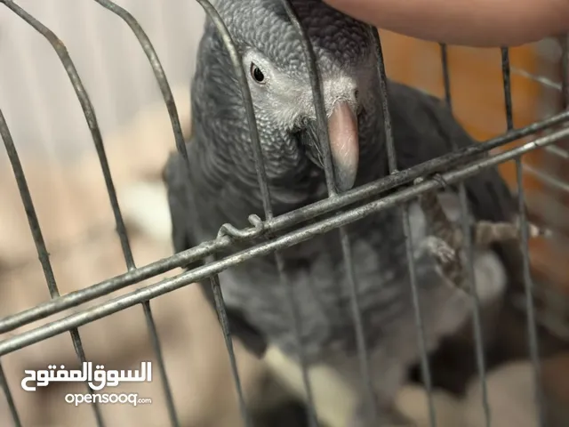 ببغاء كاسكو (تمني) أليف ومدرّب – يتكلم ويحب اللعب – عمره 4 إلى 5 سنوات — السعر قابل للتفاوض