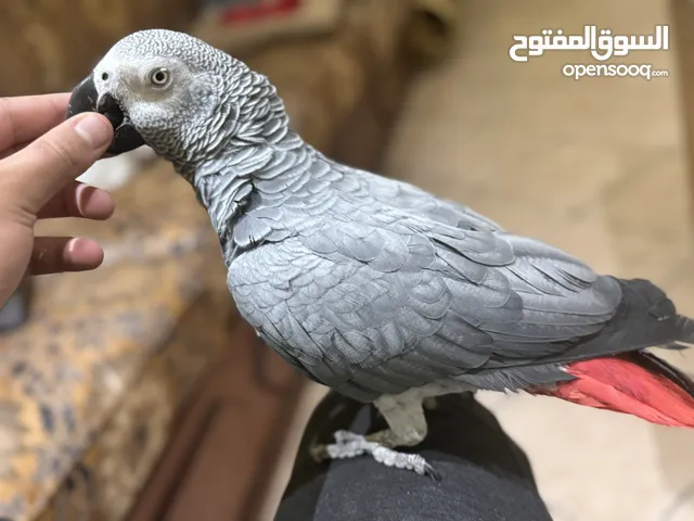 للبيع كاسكو فل ربوه نثيه محلله