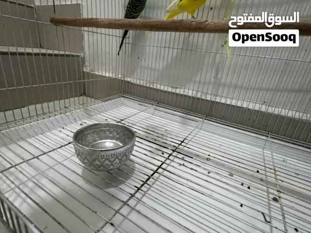 طيور عدد ثلاثه