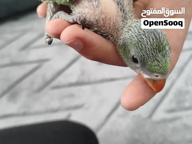 ببغاء درة هندي