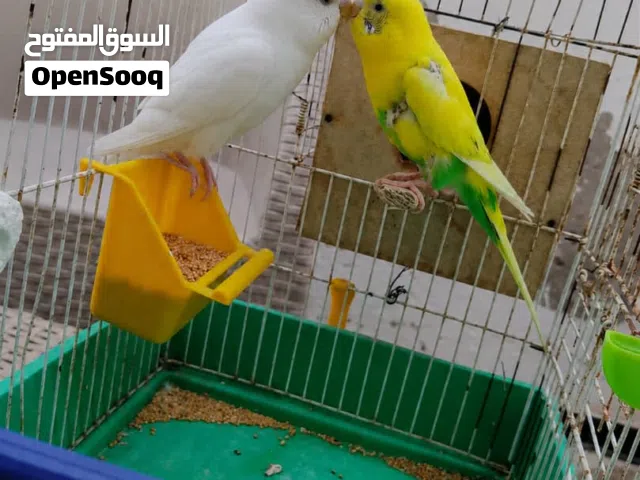 سلام عليكم الوصف تحت ،