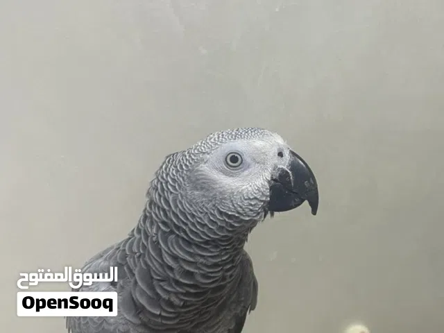 ببغاء   كاسكو