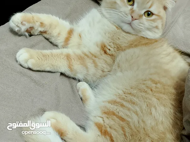 قط اسكوتش فولد عمر سنه ونضيف جدا ومتعود على اكل البيت والدراي والليتر بوكس