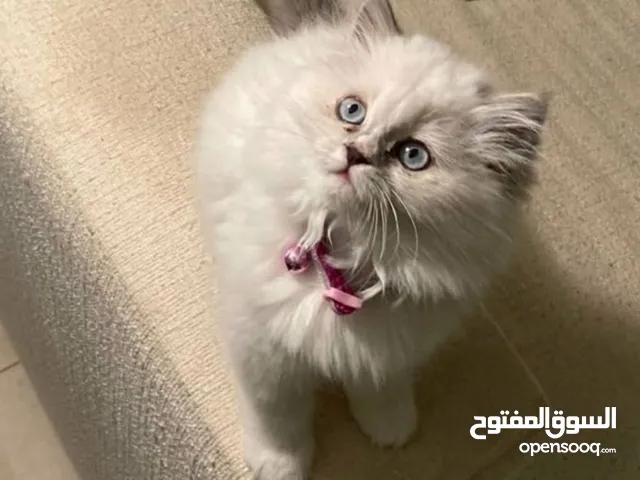 4 month like to play and adorable