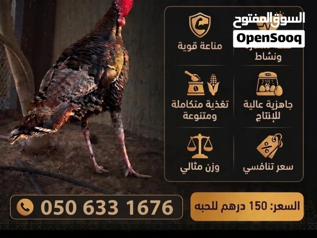 للبيع دجاج تركي مستوى ممتاز جدا