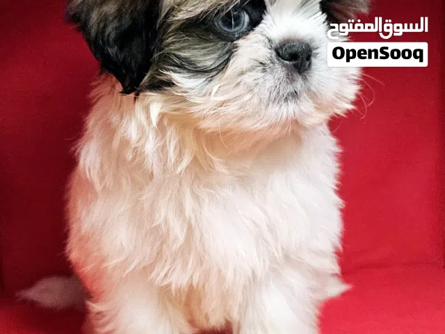 shihtzu peur