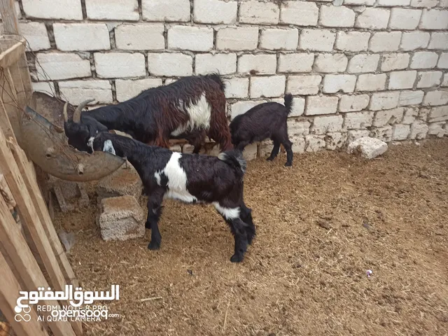 عنز متاومة للبيع