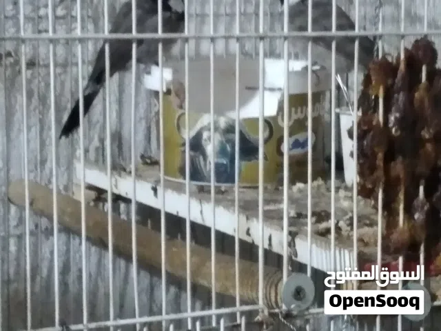 بلابل للبيع